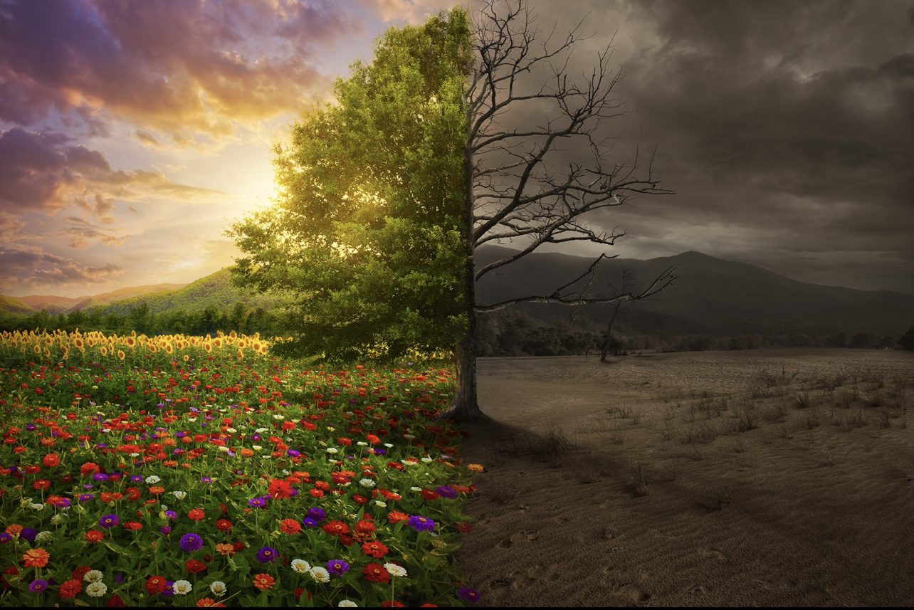 img_7550 Split tree, vibrant flowers, barren land.